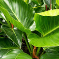 Philodendron Congo Green 200mm