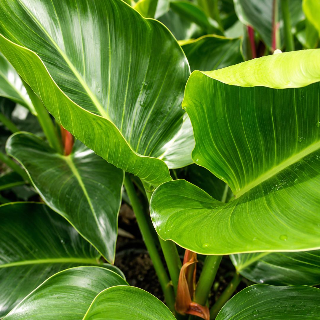 Philodendron Congo Green 200mm