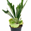 Platycerium Superbum Staghorn 125mm