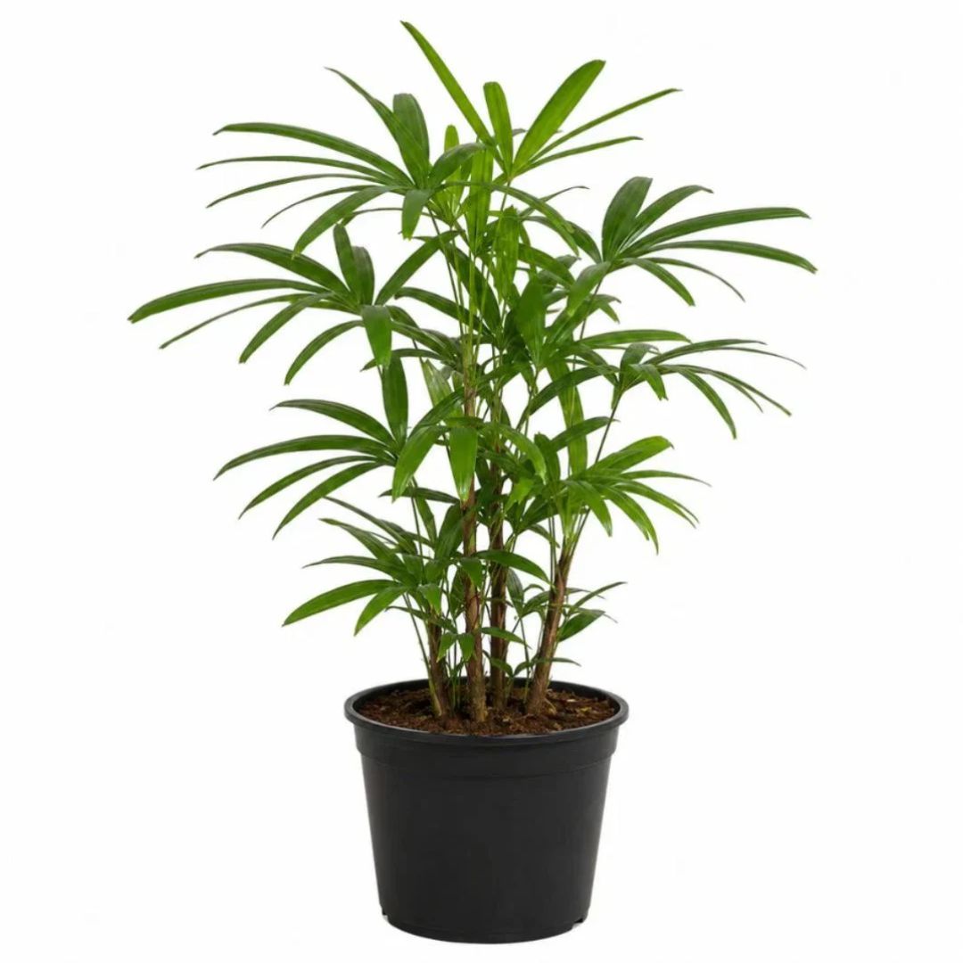 Rhapis Excelsa 200mm 2