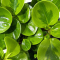 Peperomia Obtusifolia Lemon Lime 125mm