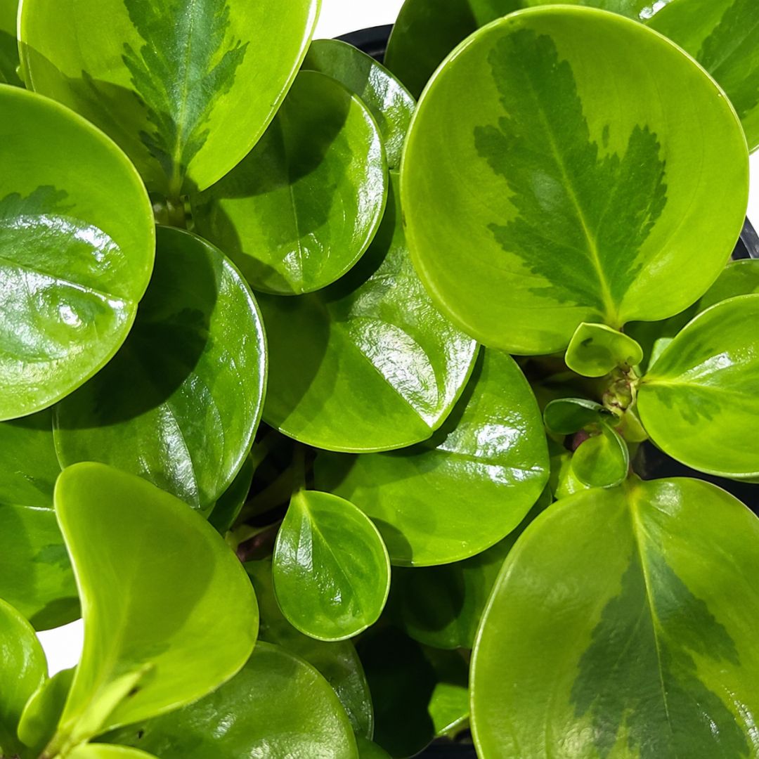 Peperomia Obtusifolia Lemon Lime 125mm