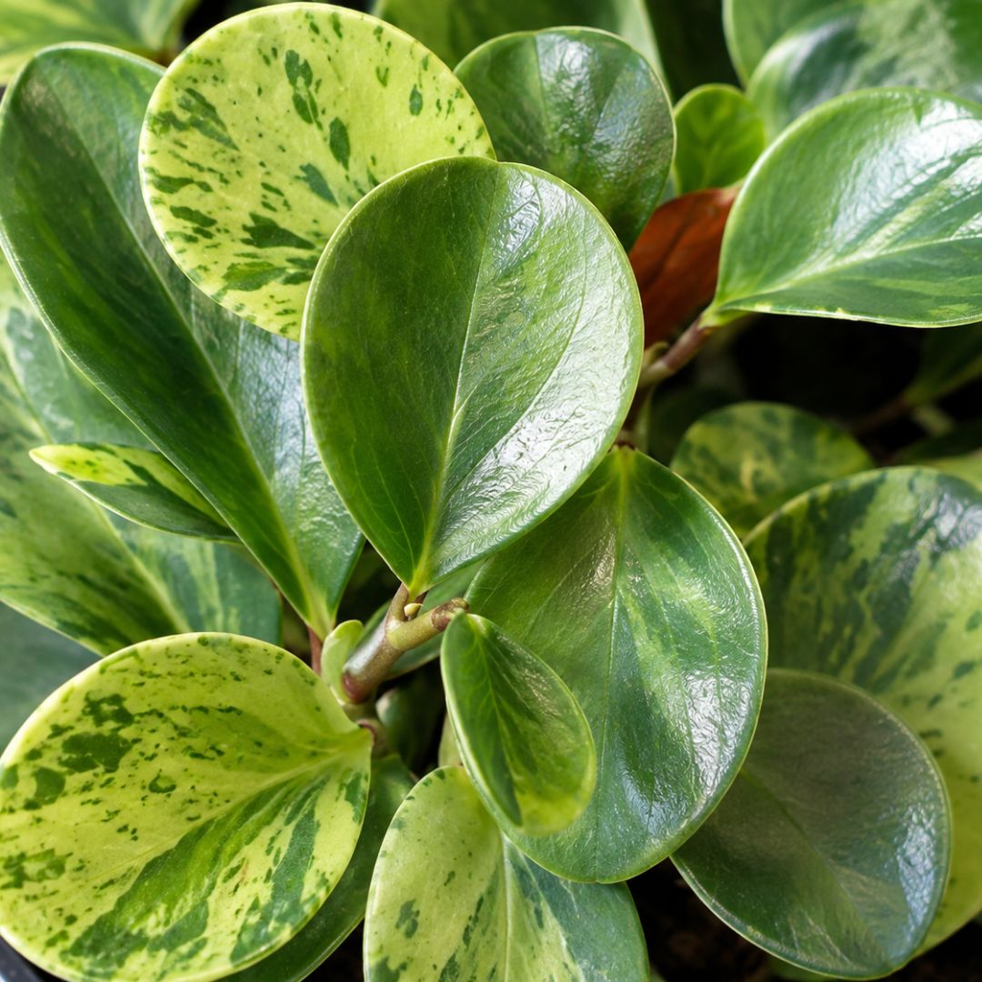 Peperomia Obtusifolia Marble 125mm