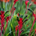 Anigozanthos Bush Dance 140mm