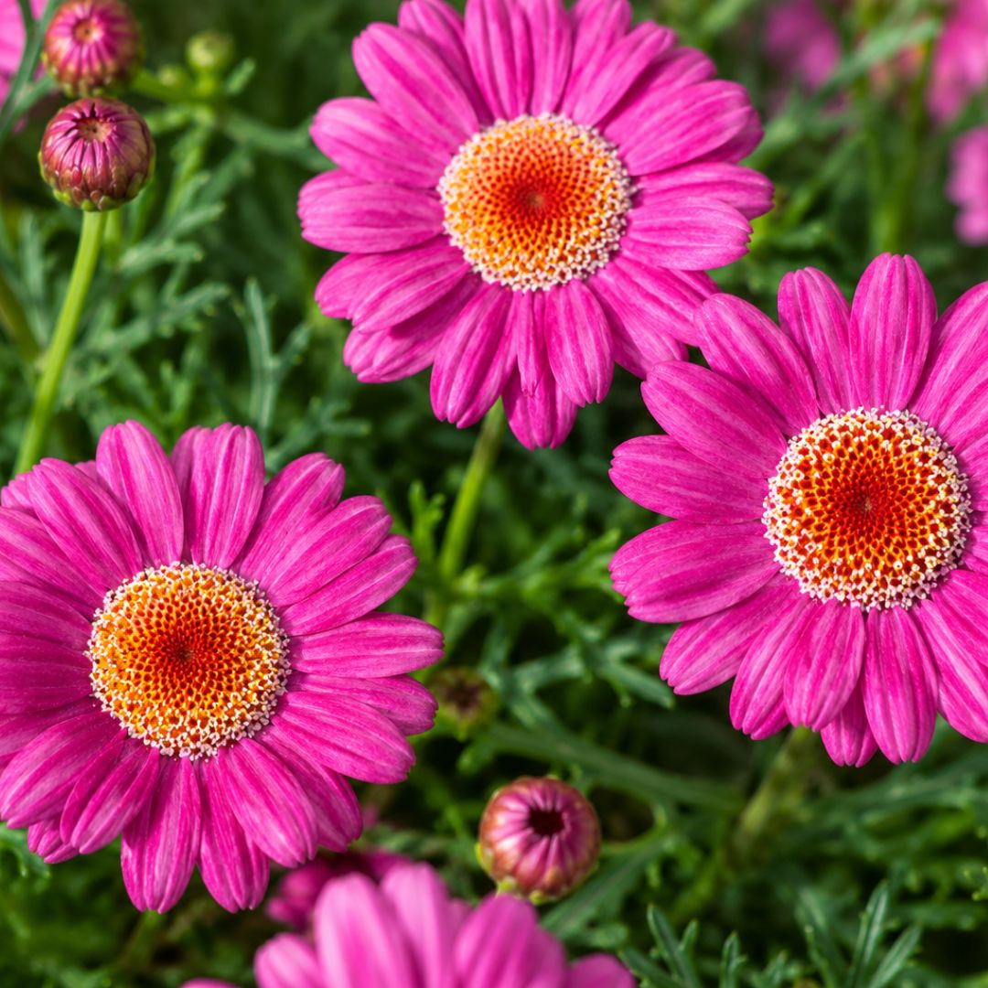 Argyranthemum Madeira Crested Pink 140mm