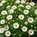 Argyranthemum Madeira Crested White 140mm