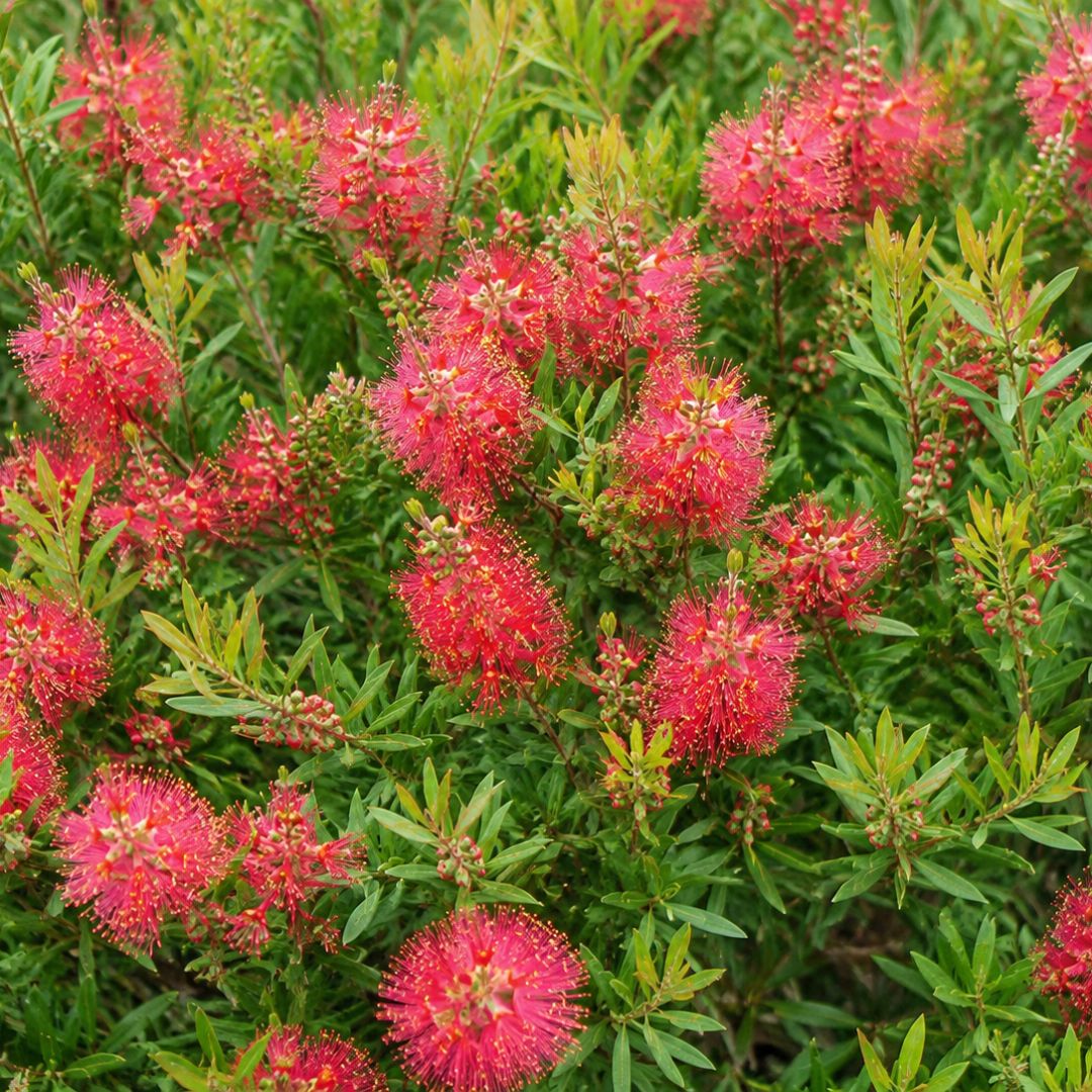 Callistemon Wildfire 140mm