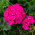 Geranium Big Pink 140mm