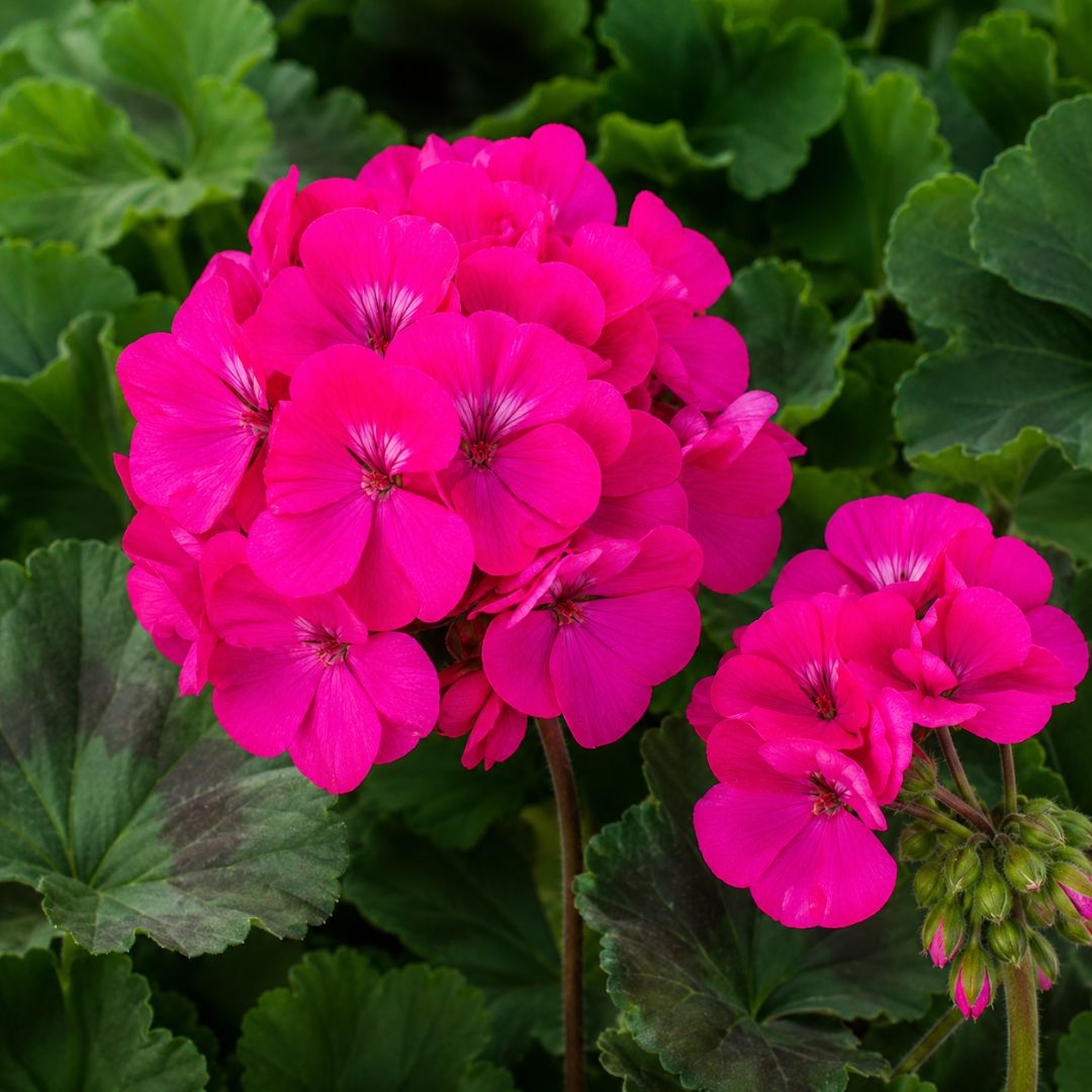 Geranium Big Pink 140mm