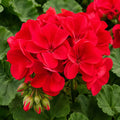 Geranium Big Red 140mm 2
