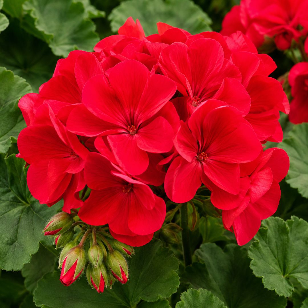 Geranium Big Red 140mm 2