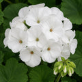 Geranium Big White 140mm