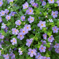 Bacopa Blue 140mm