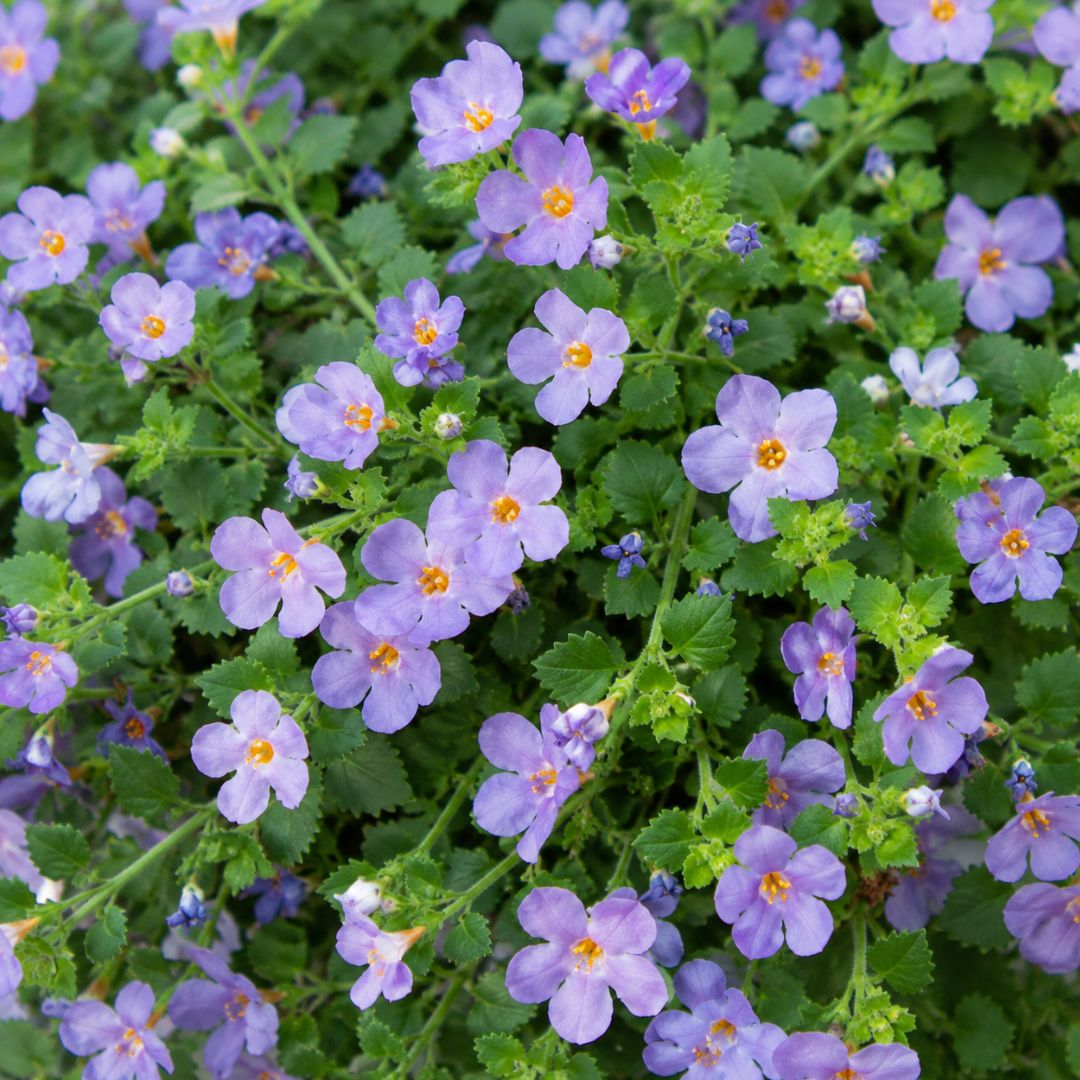 Bacopa Blue 140mm