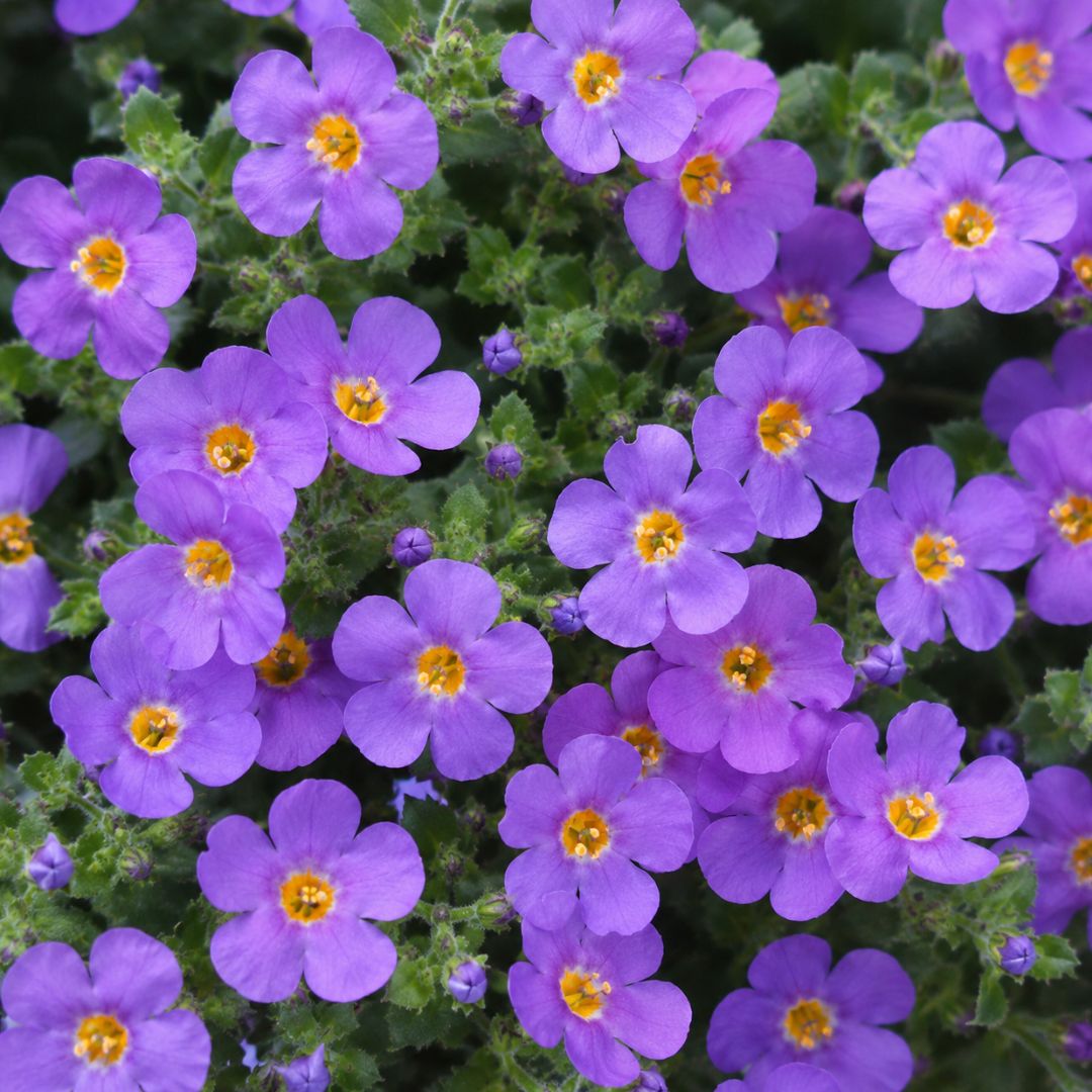 Bacopa Plum 140mm