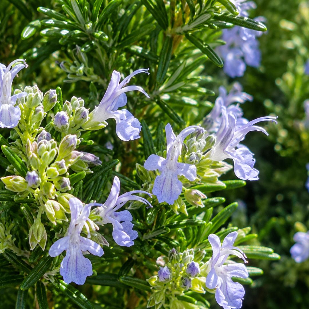 Rosemary Prostrate 140mm