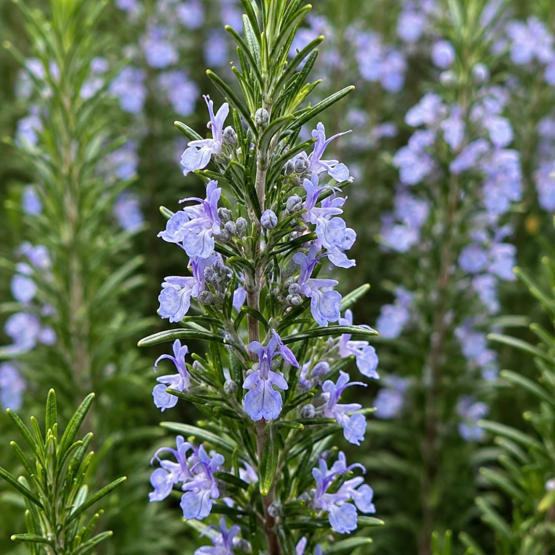 Rosemary Gallipoli