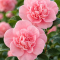 Camellia Sasanqua Jennifer Susan 300mm