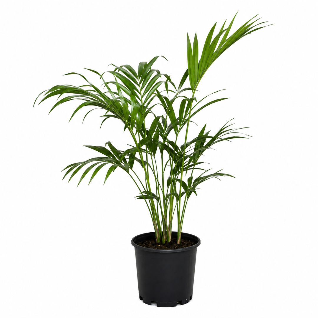 Cascade Palm 180mm
