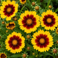 Coreopsis Uptick Gold And Bronze 140mm
