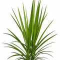 Dracaena Marginata 100mm
