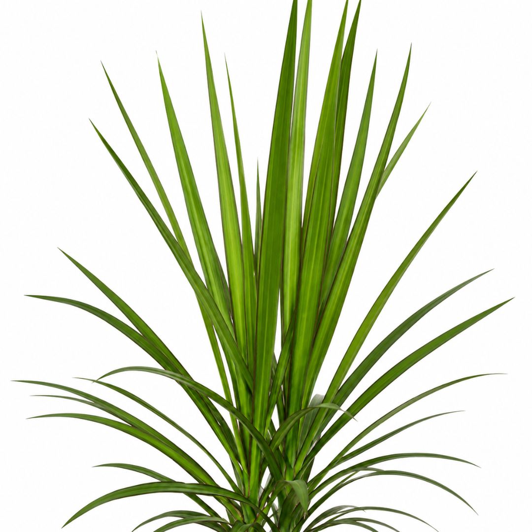 Dracaena Marginata 100mm