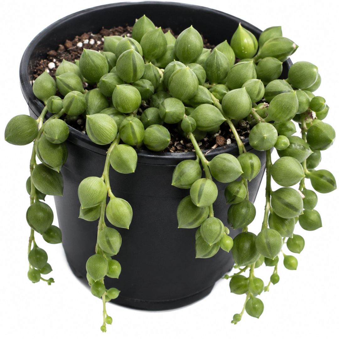 Senecio Angel Tears 125mm