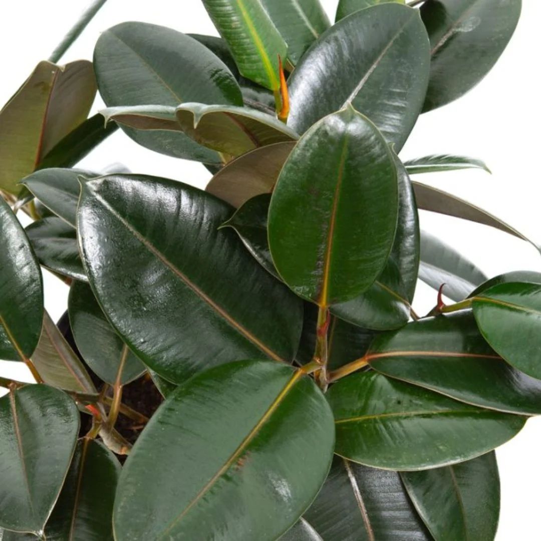 Ficus Burgundy 300mm 