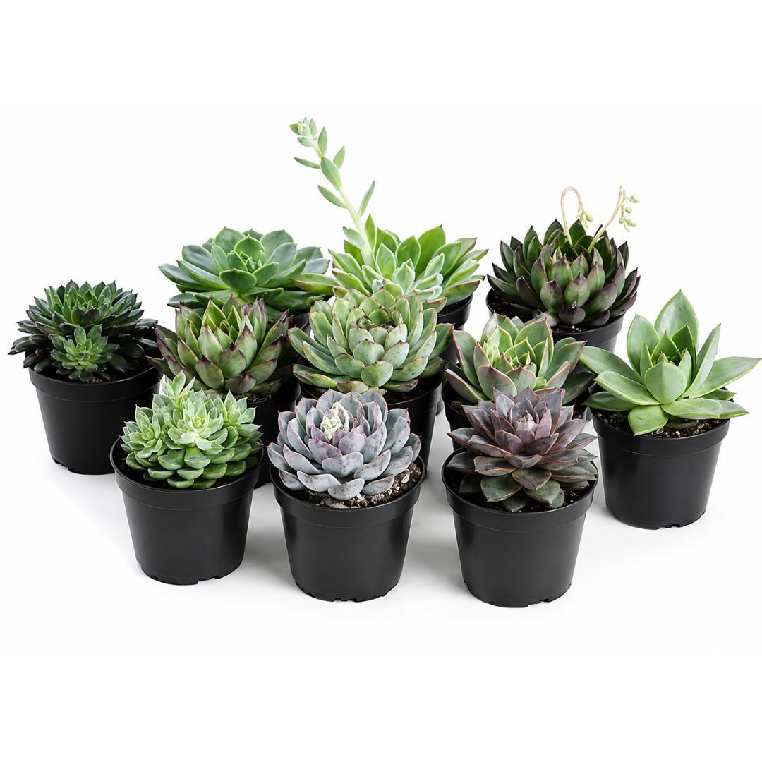 Echeveria 100mm