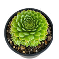 Sempervivum 140mm