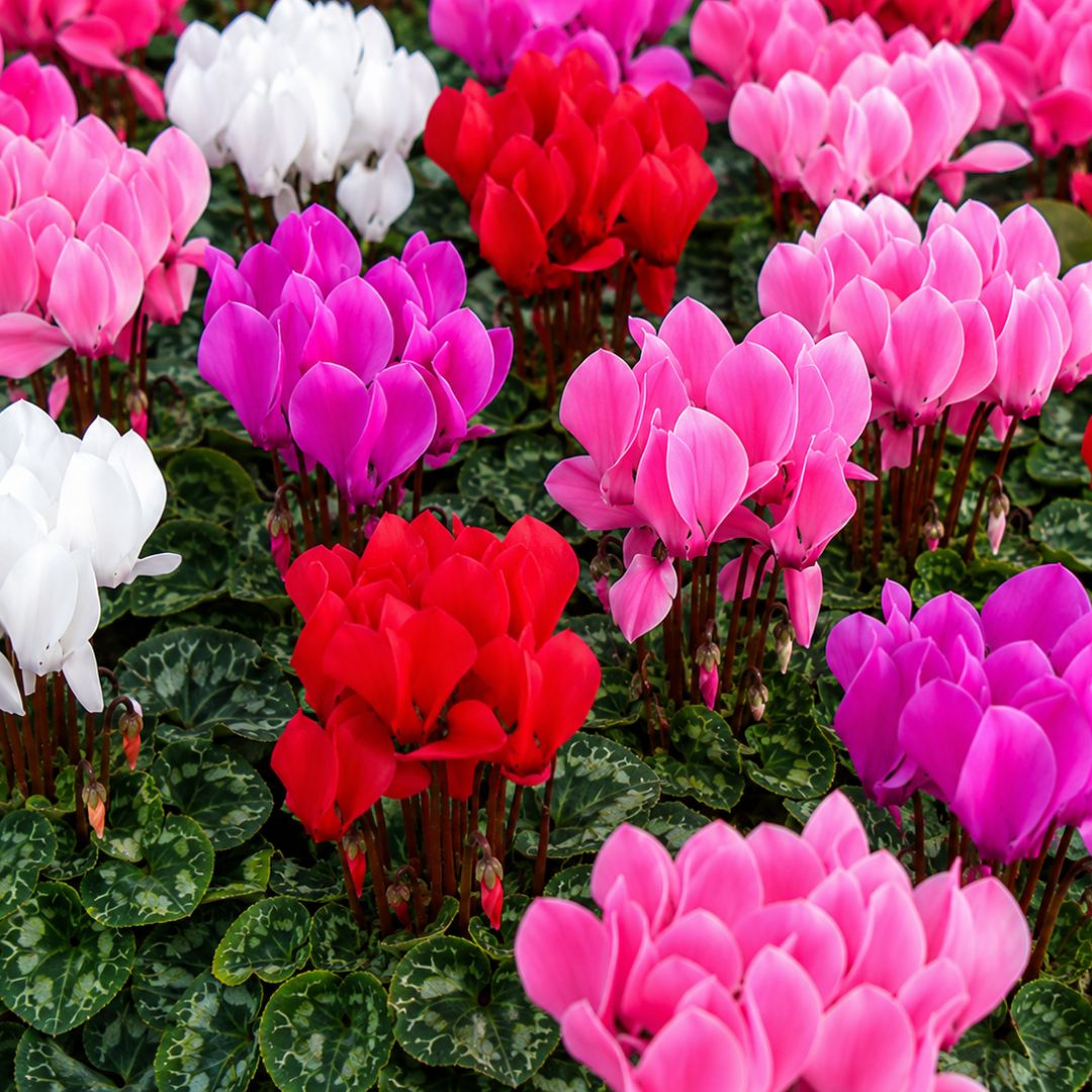 Cyclamen Mini 100mm