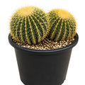 Golden Barrel Cactus Double 250mm