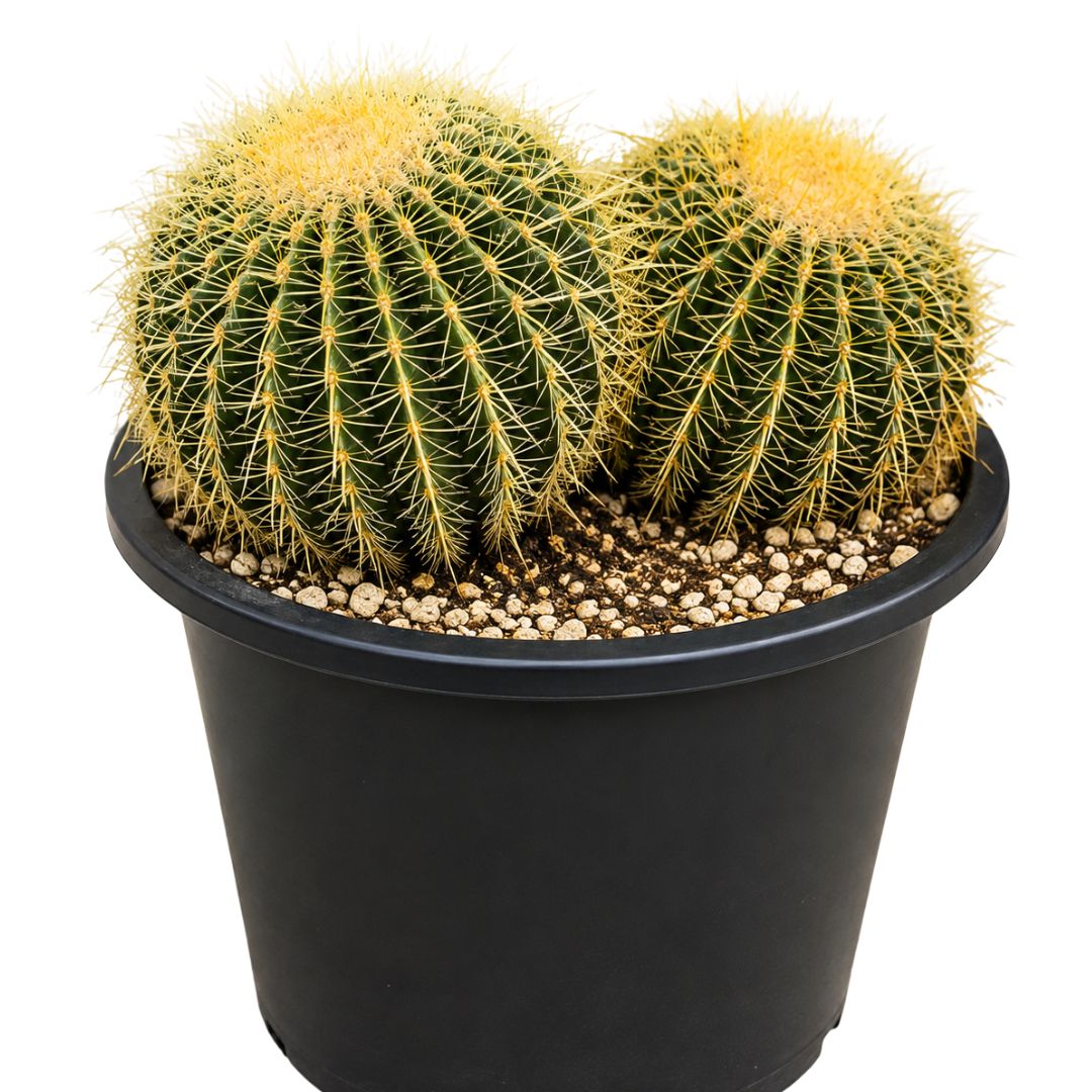 Golden Barrel Cactus Double 250mm