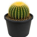Golden Barrel Cactus 300mm
