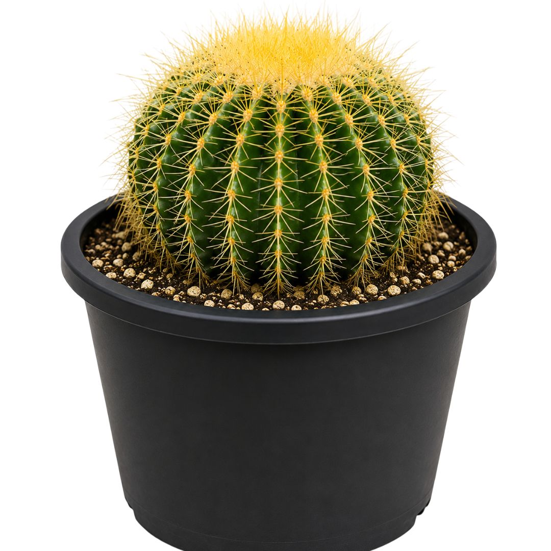 Golden Barrel Cactus 300mm
