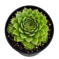 Sempervivum 100mm
