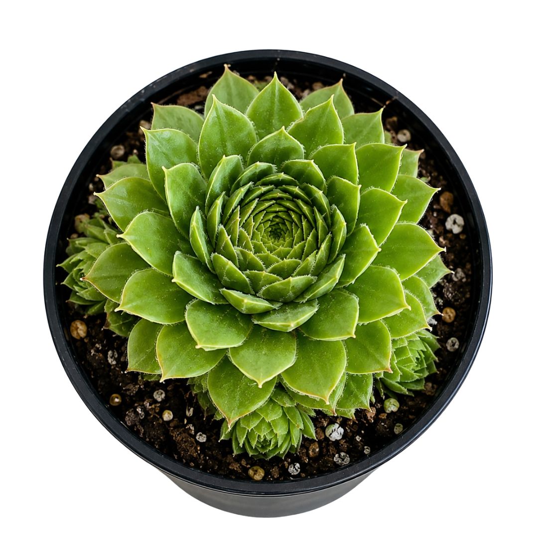 Sempervivum 100mm