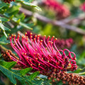Grevillea Fishbone 140mm