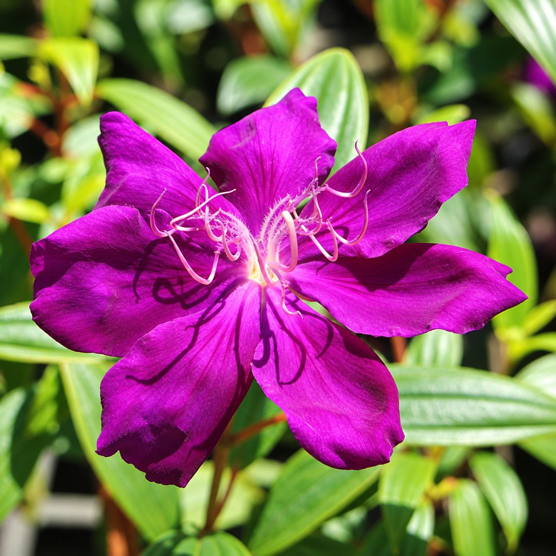 Tibouchina Purple Star 140mm