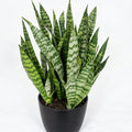 Sanseveria 200mm