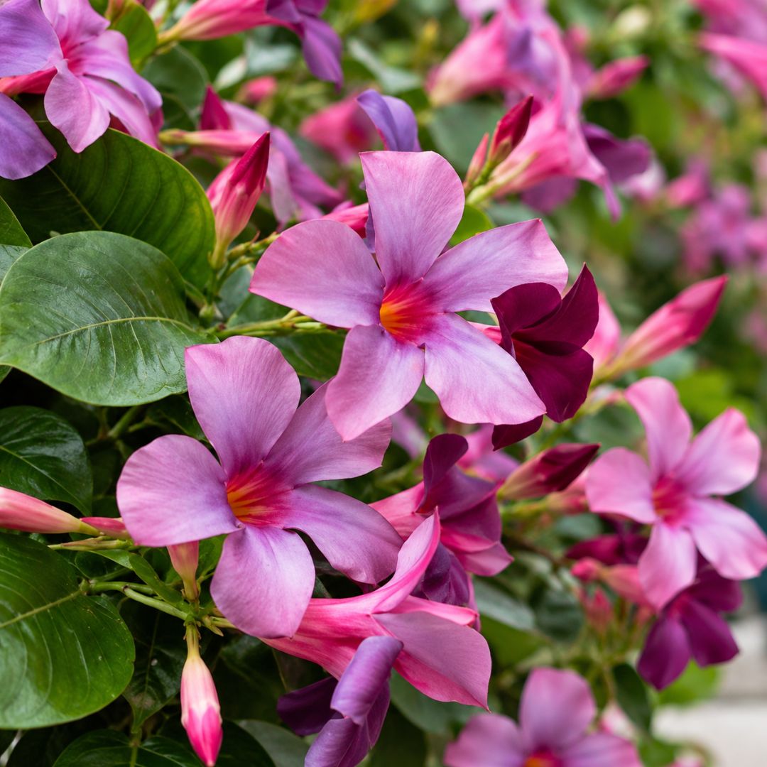 Mandevilla Sun Parasol Blue 140mm