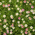 Erigeron Seaside Daisy 6 Pack 
