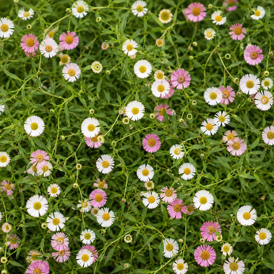 Erigeron Seaside Daisy 6 Pack 