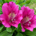 Alstroemeria Tamara 140mm