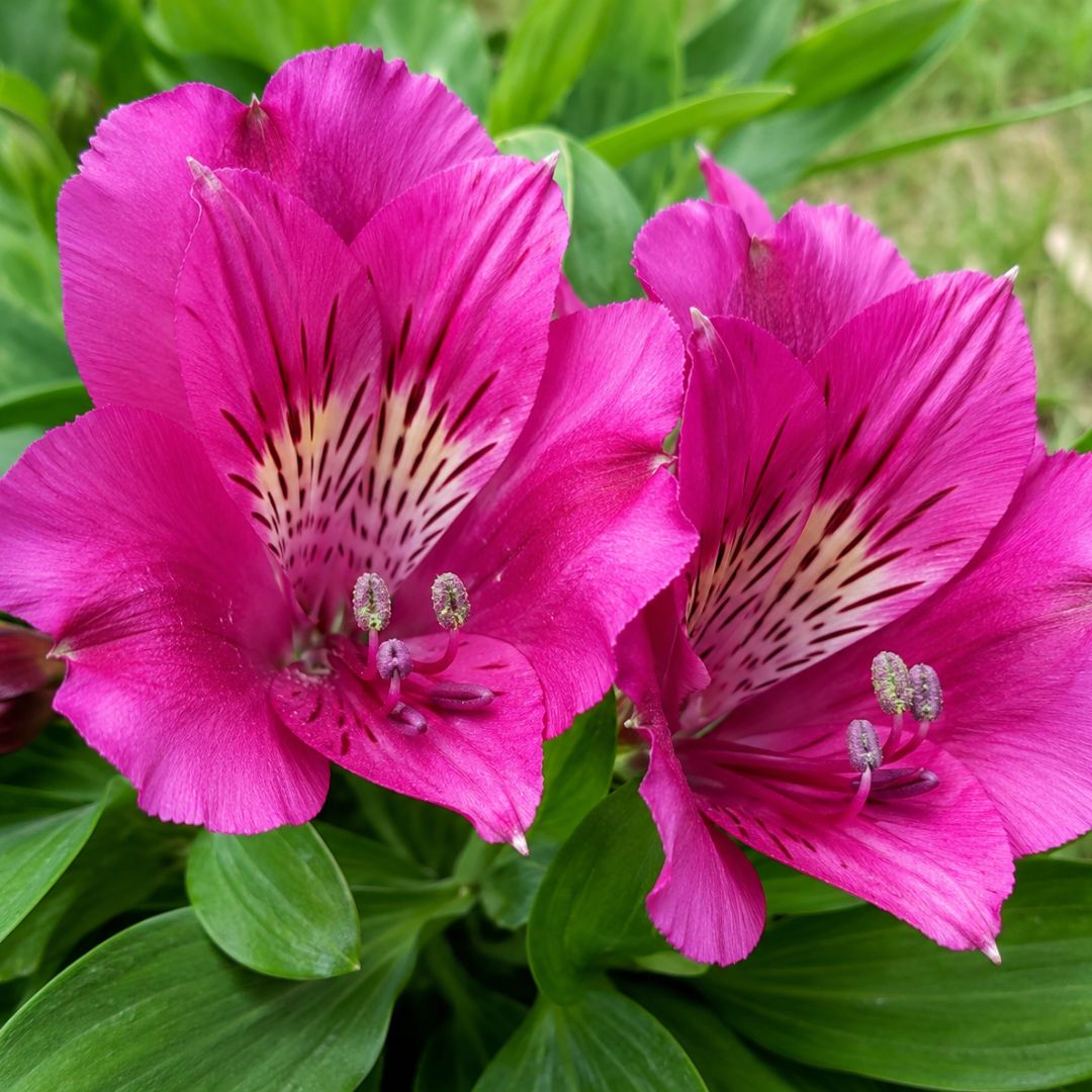 Alstroemeria Tamara 140mm