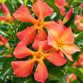 Mandevilla Orange 140mm