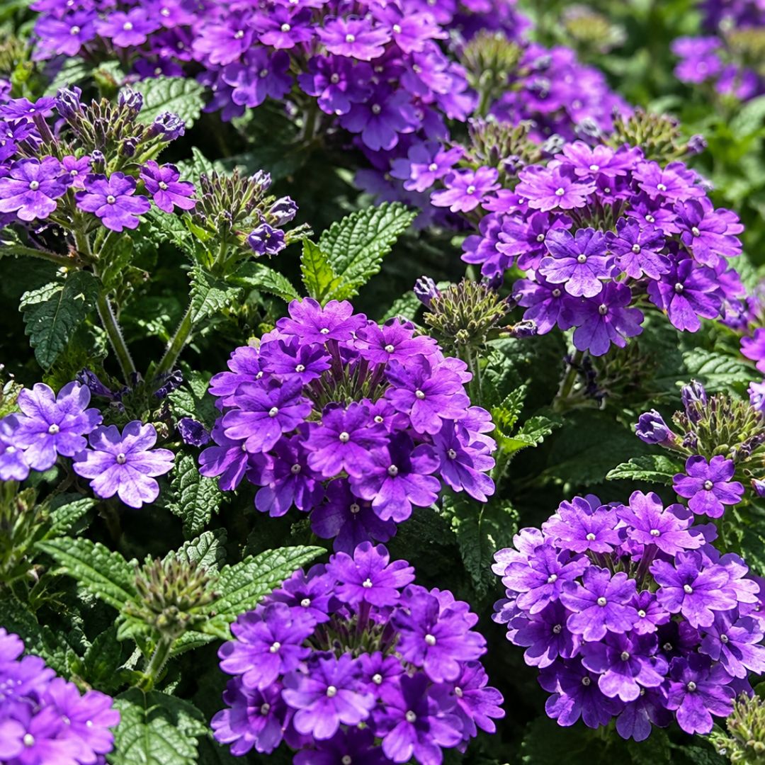 Verbena Vanessa Purple 140mm