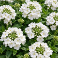 Verbena Vanessa White 140mm