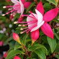 Fuchsia Bella Brandy 140mm