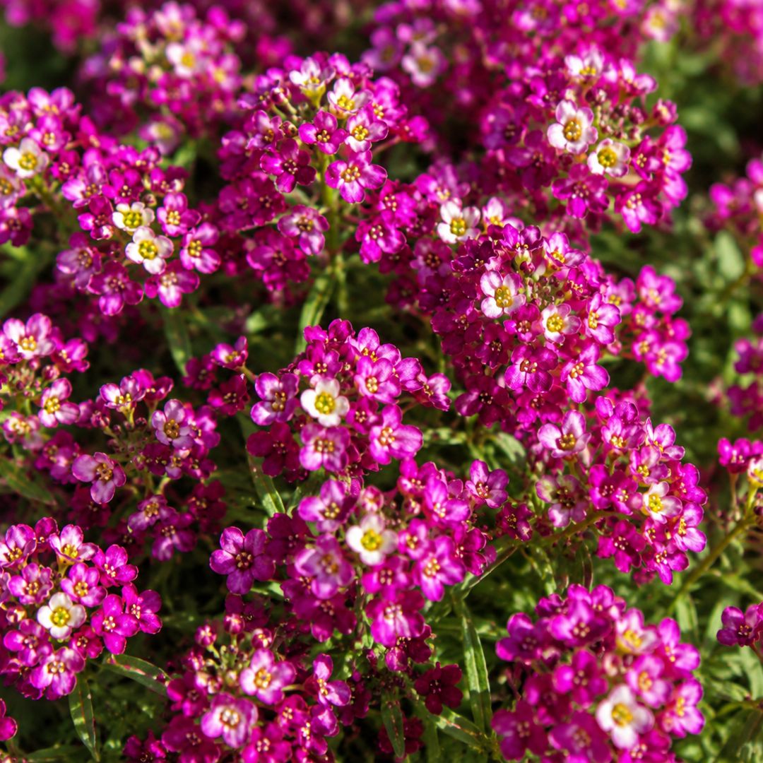Lobularia Raspberry Stream 140mm